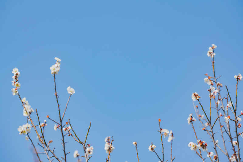 春日梅好 22