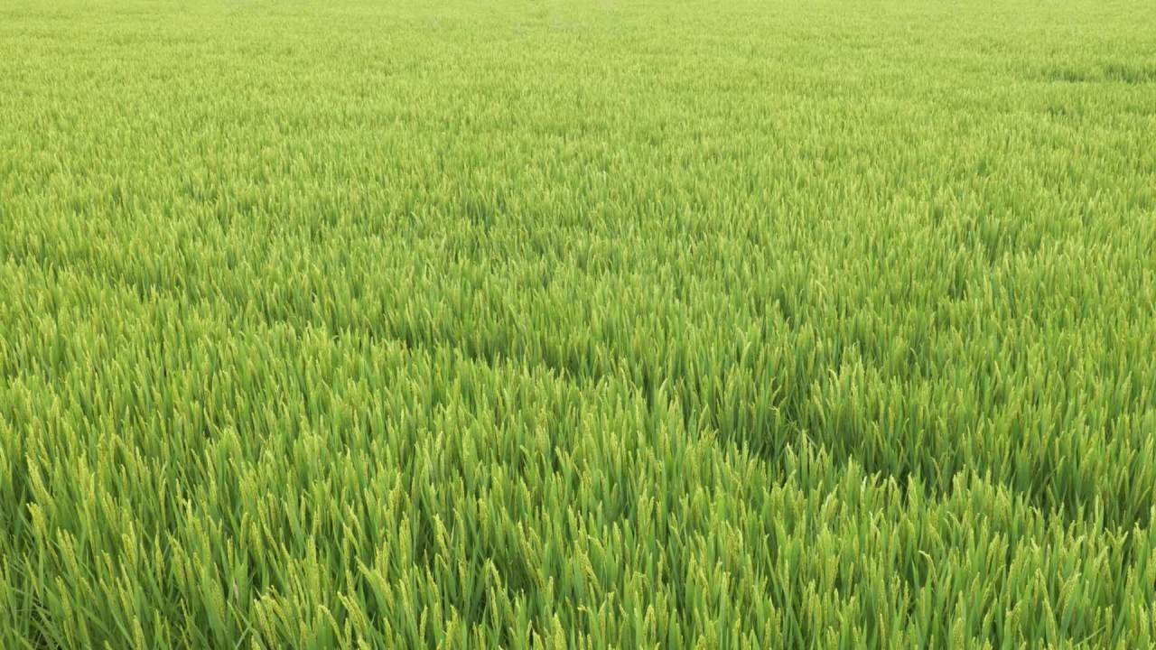 水稻田野粮食庄稼五常大米 1