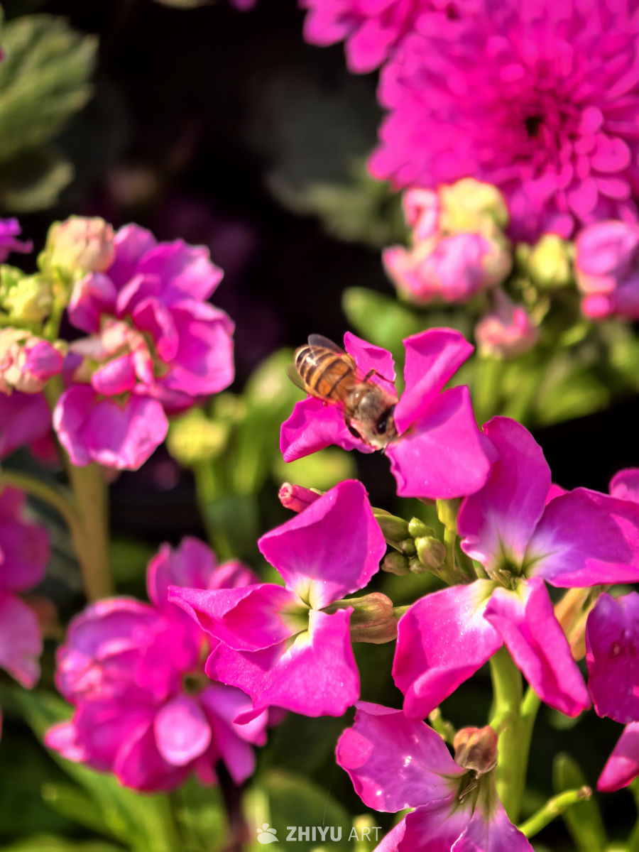 忙于采集的蜜蜂，无暇在人前高谈阔论。