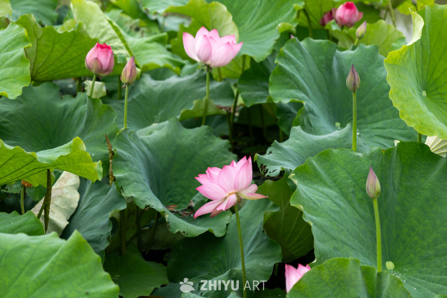 荷花 44