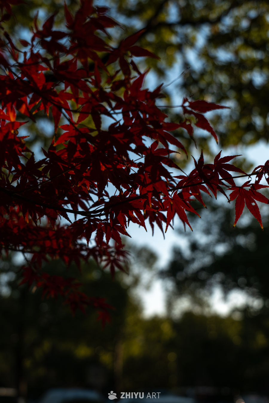 秋日红枫映光影