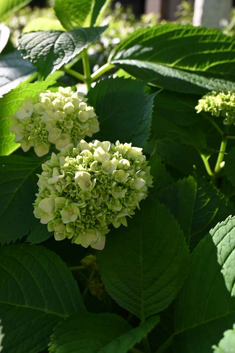 绣球花 10