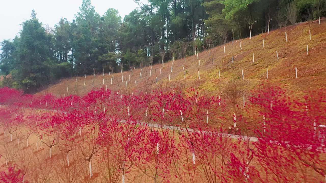 风车与桃花田园景观 