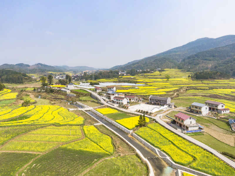 美丽乡村金黄油菜花盛开航拍摄影图 