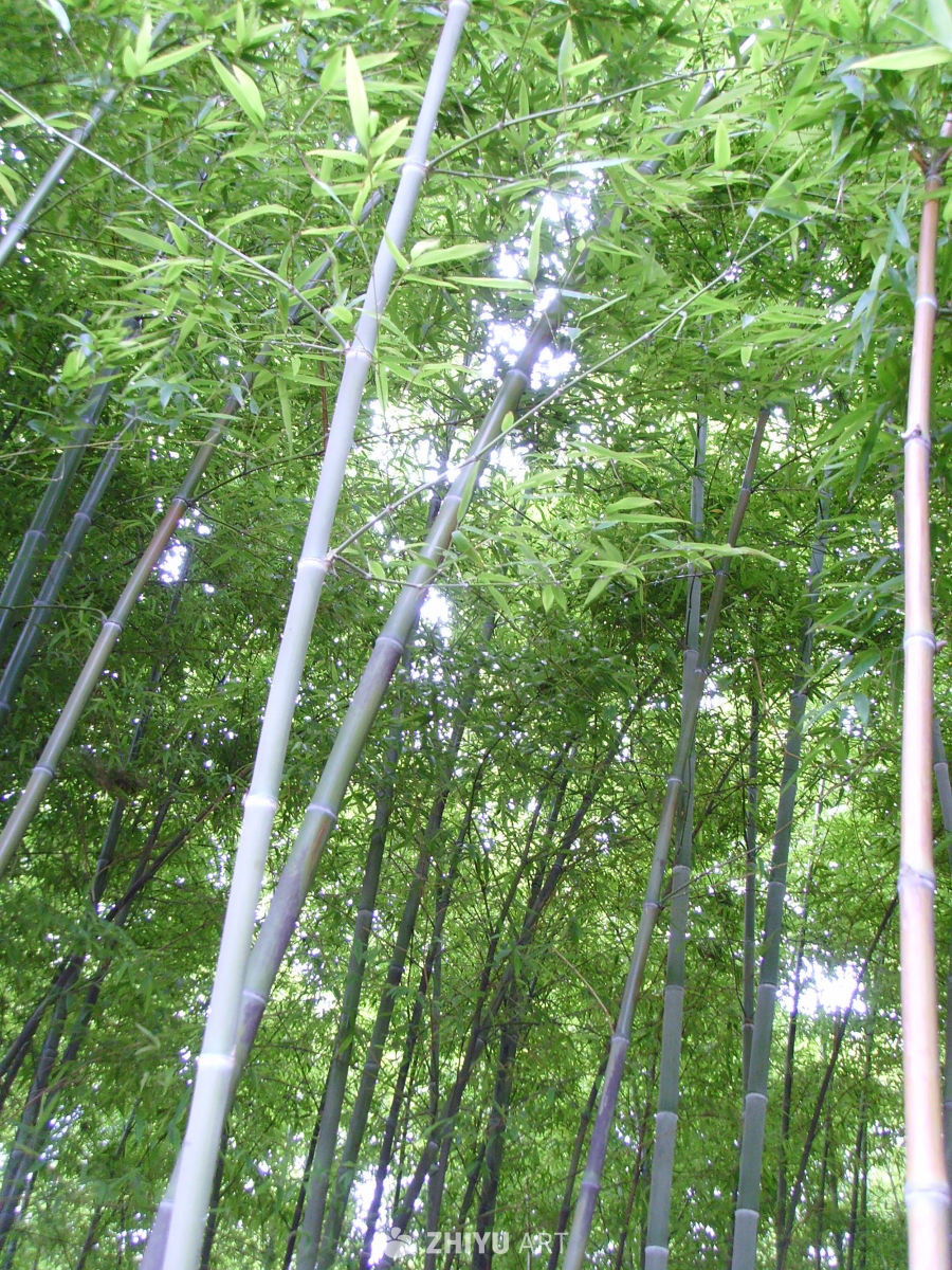 植物，树木 7