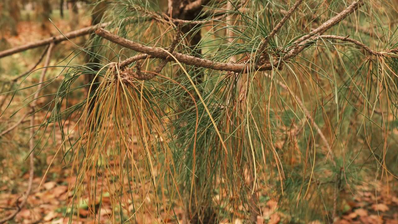 【实拍样片】富士X-S20相机实拍原片视频 10