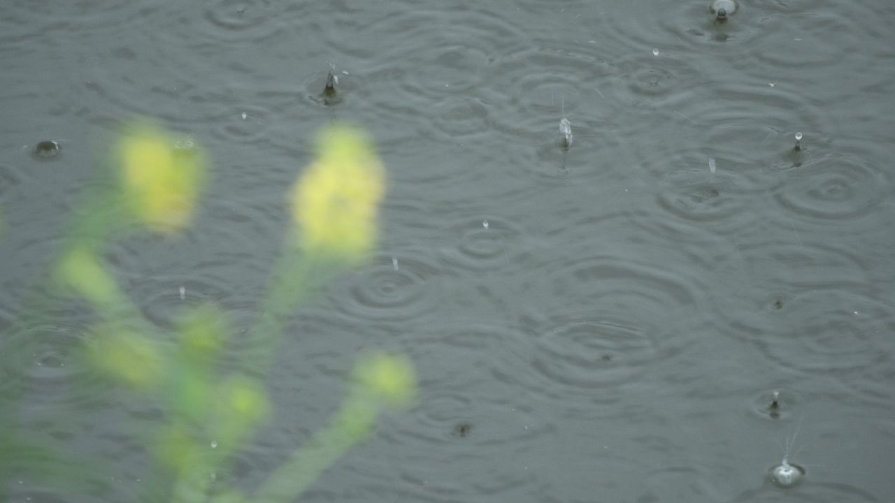 雨水落在池塘里4K实拍