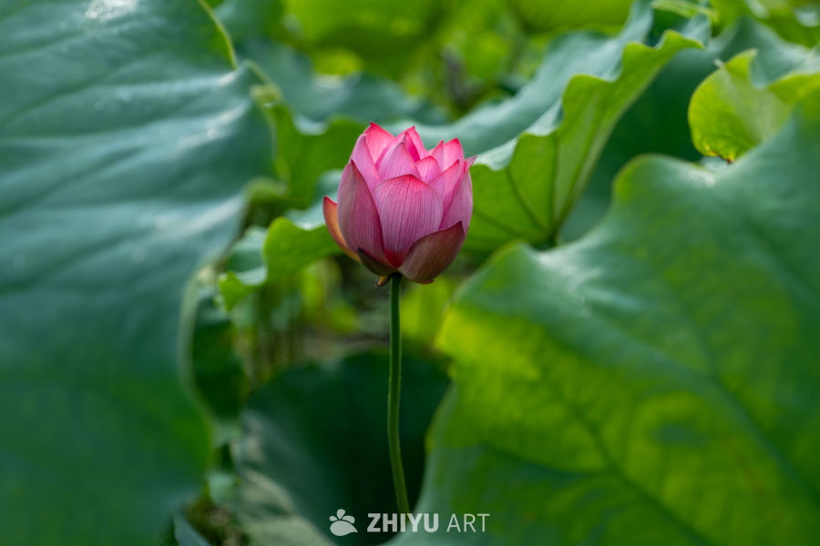 荷花 41