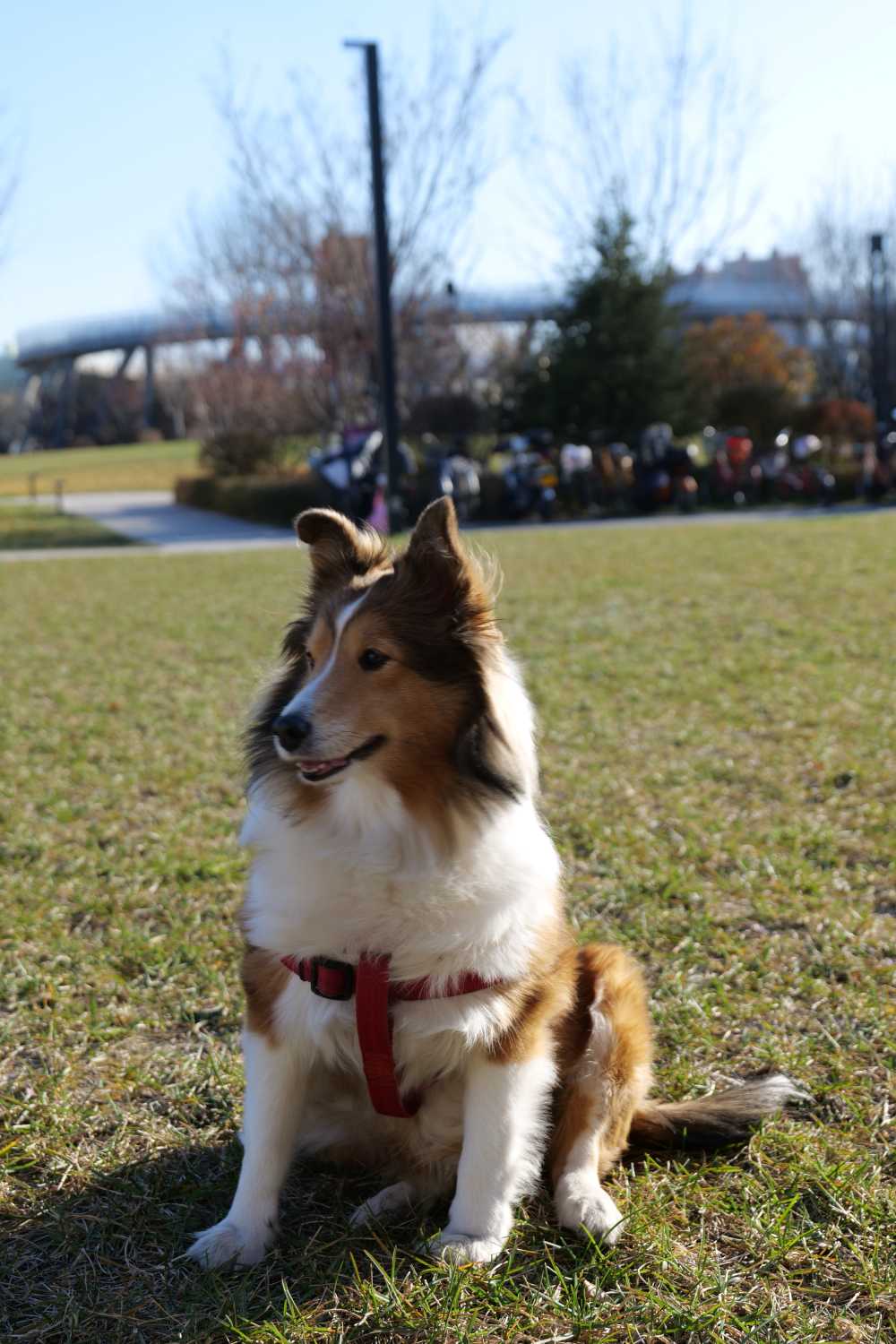 喜乐蒂牧羊犬