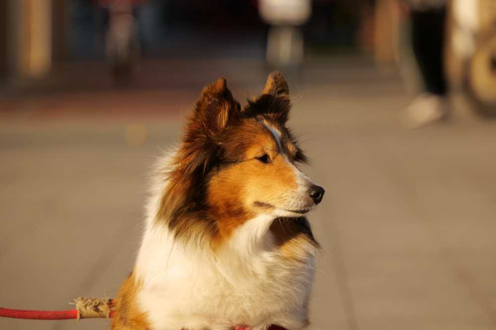 喜乐蒂牧羊犬