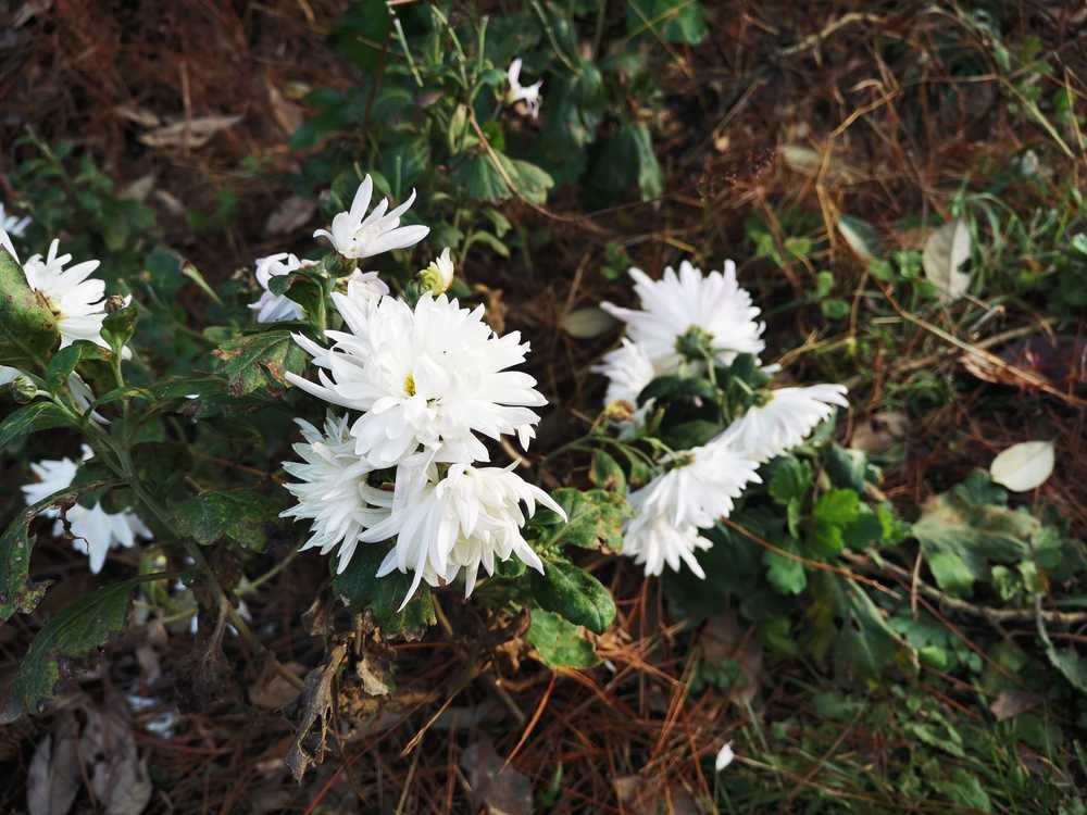 白菊