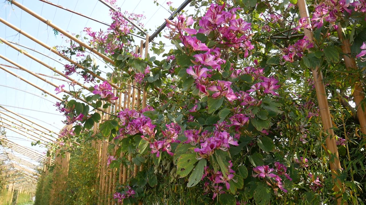 花廊间的红花羊蹄甲