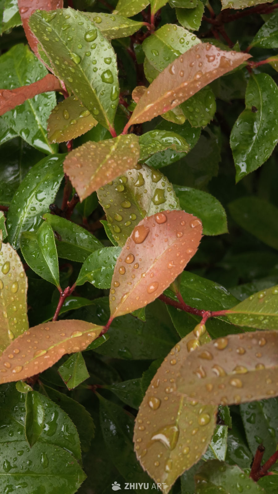 雨后绿叶