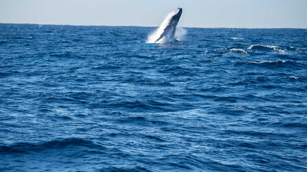鲸鱼跃出海面