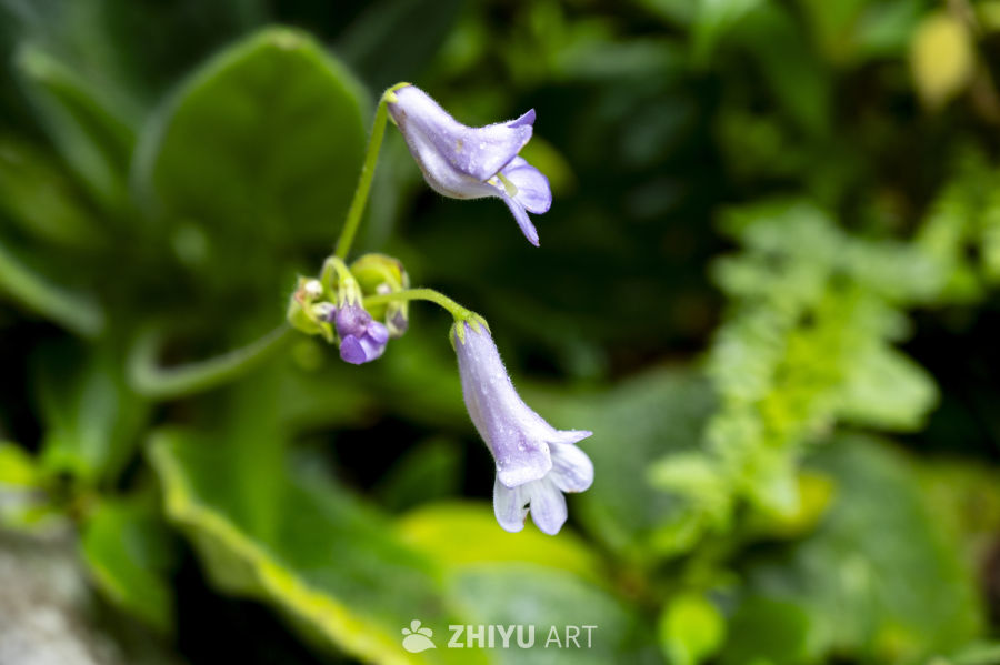 热带植物合集 10