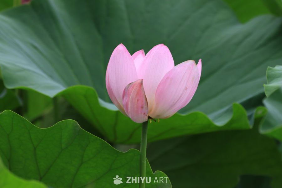 荷花 121
