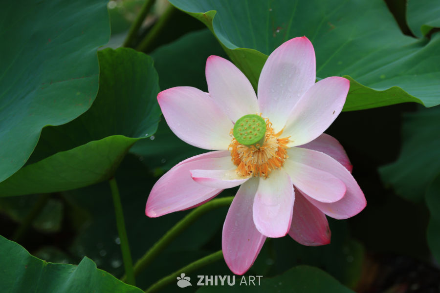 盛夏荷花 70