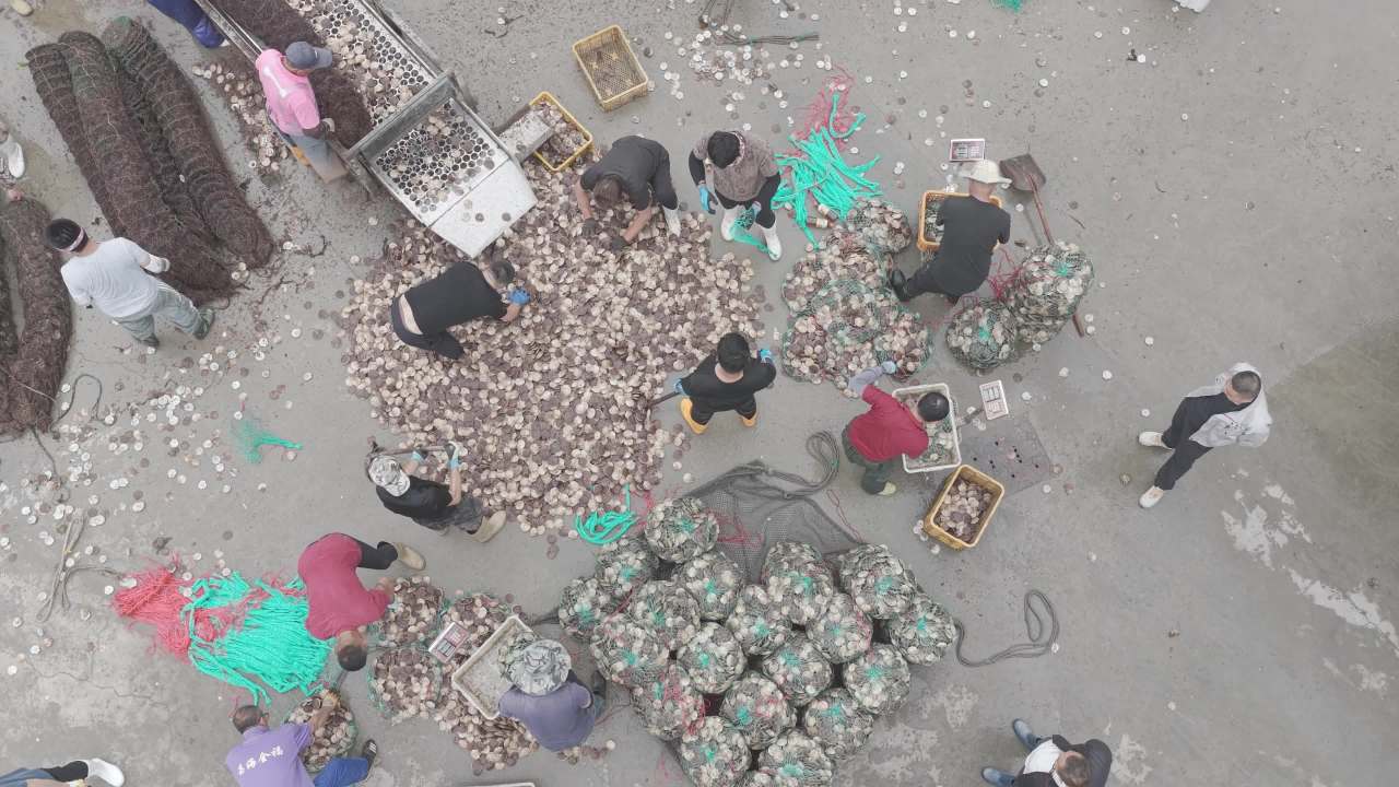 渔民分拣扇贝现场