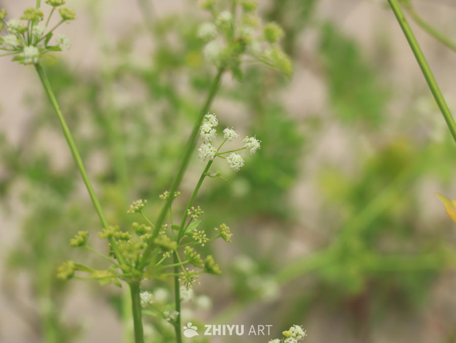 绿意盎然的野花