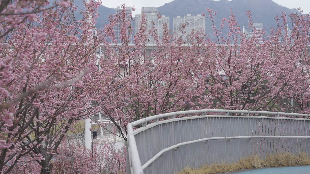 城市中的樱花