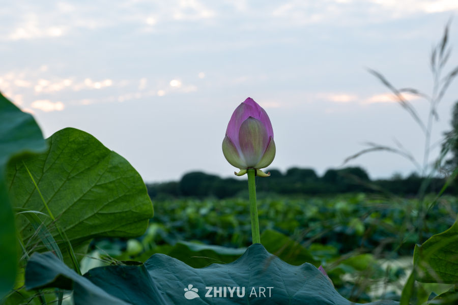 荷花 11