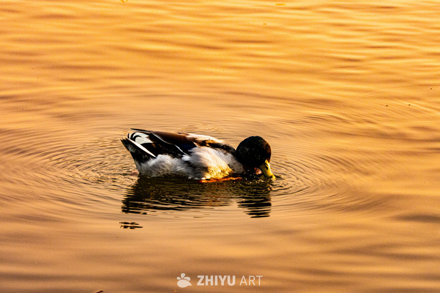 金光中的静谧鸭影