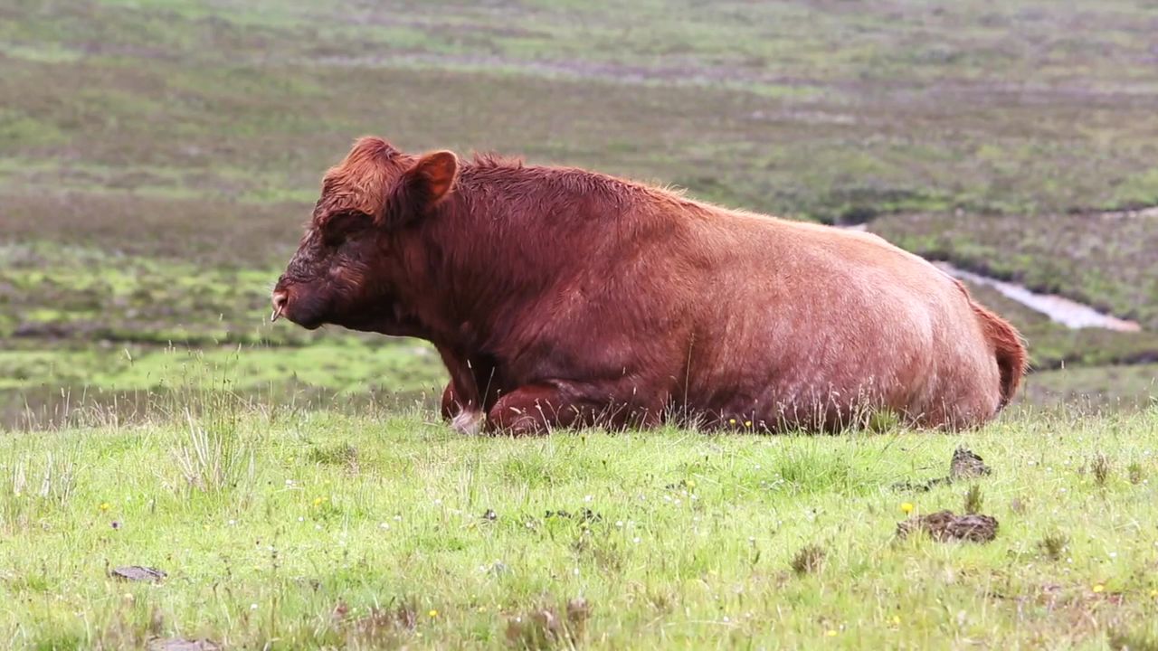 牛农场动物牛肉