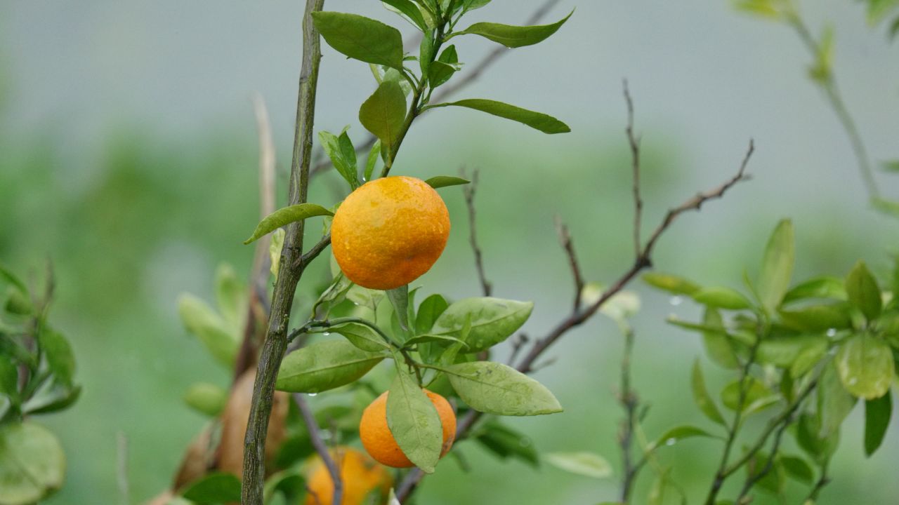 雨水滋润橘子树