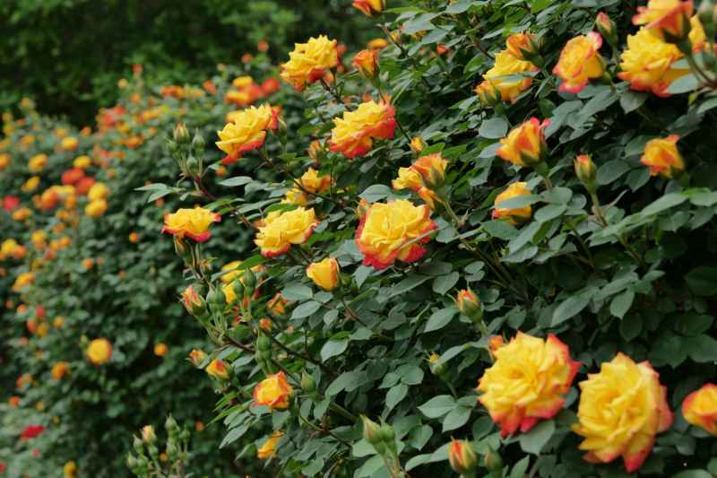 月季花 12