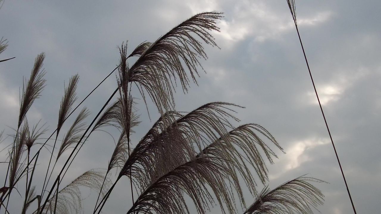 枯萎芦苇植物实拍 