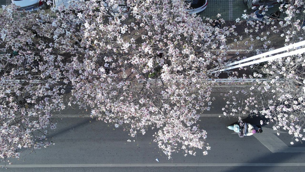 平顶山湛北路玉兰花航拍空镜