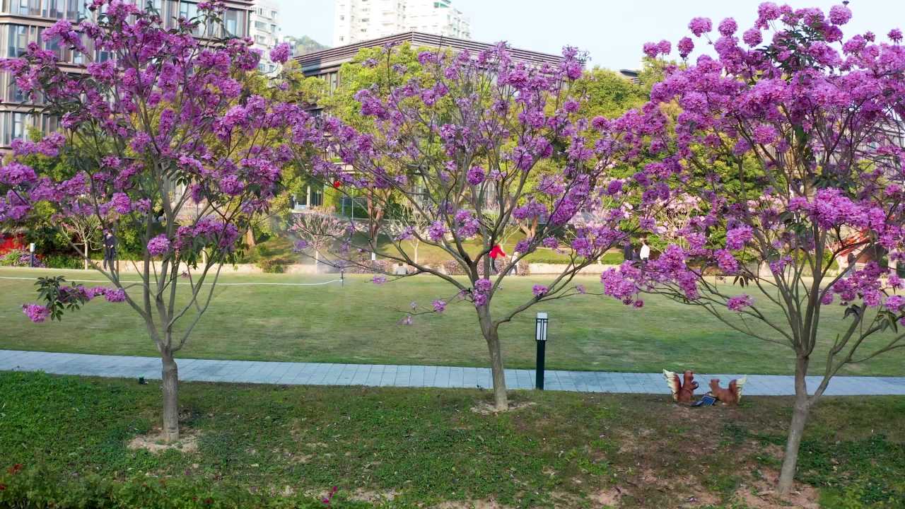 紫色风铃花盛开季节 一