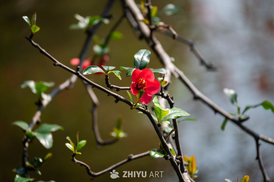 花开春来 7
