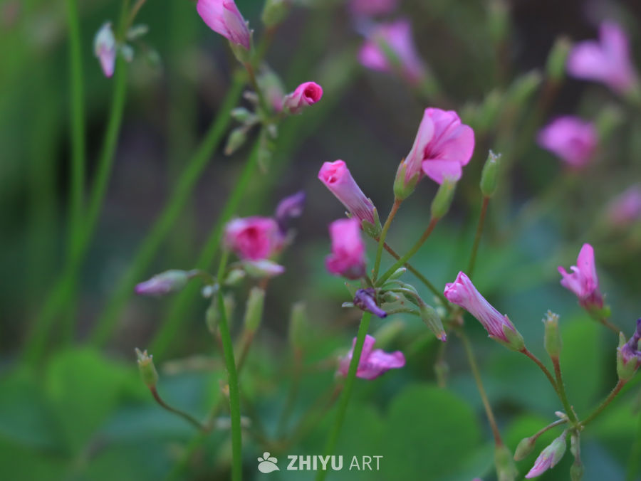 粉红小花的春天