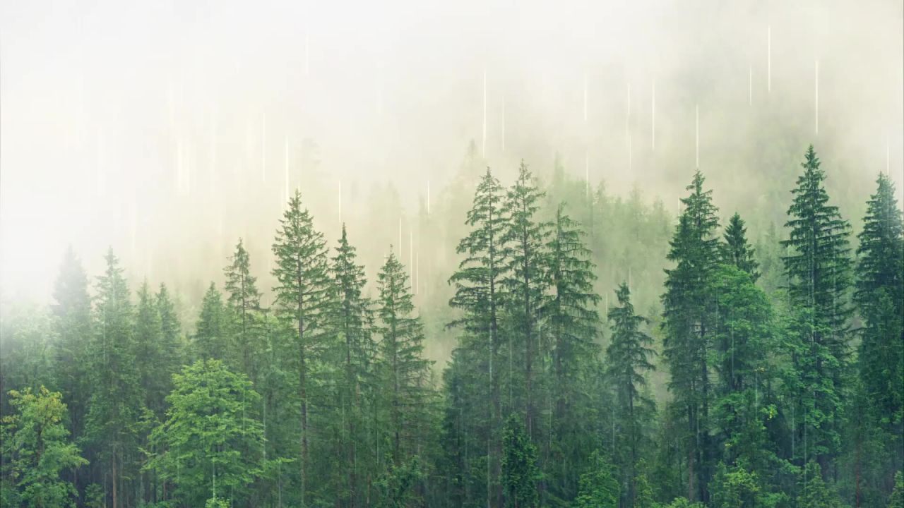 森林雨雾树木性质景观天气云雨滴一滴水枞树云杉绿色模糊