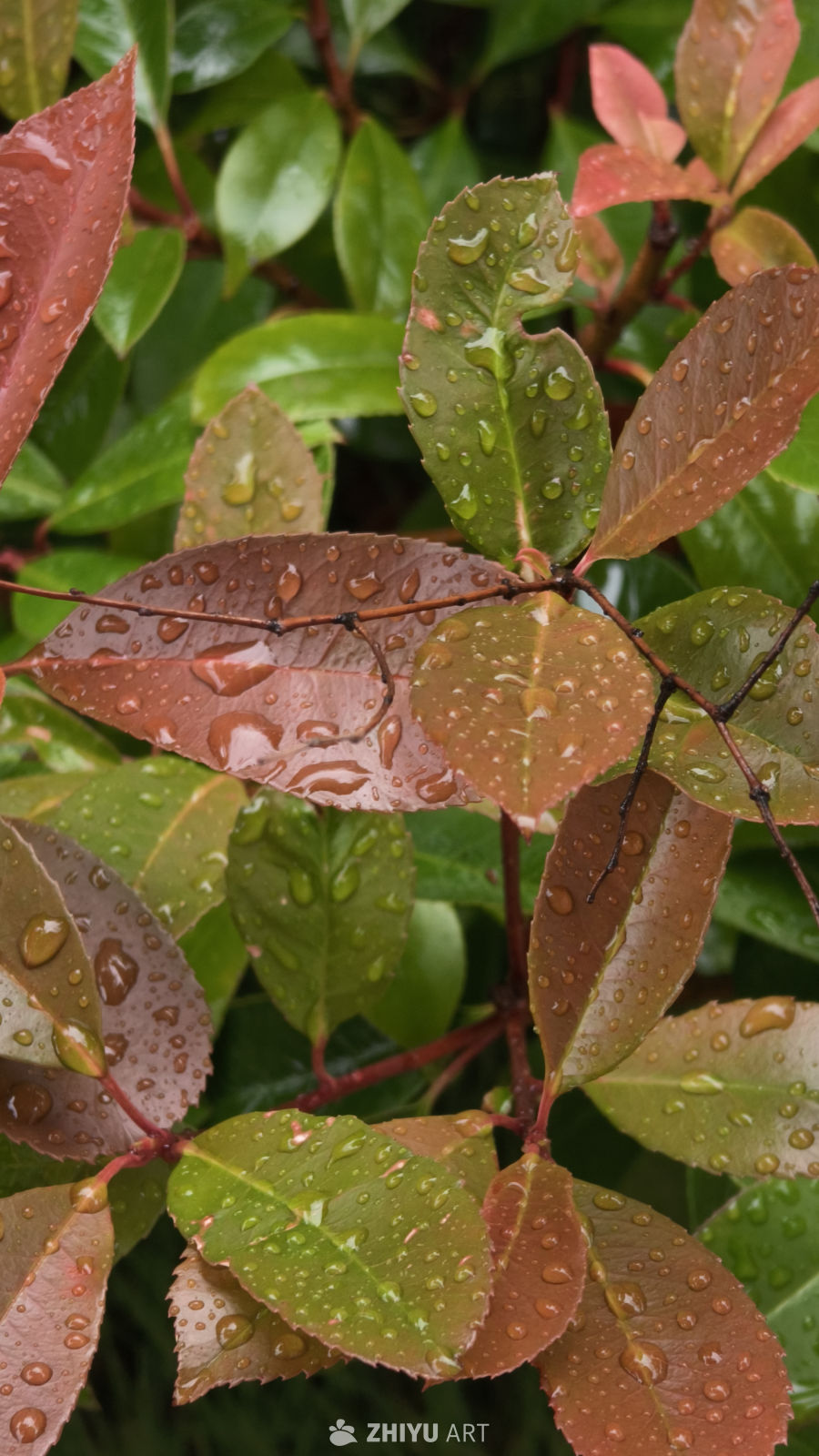 雨后绿叶