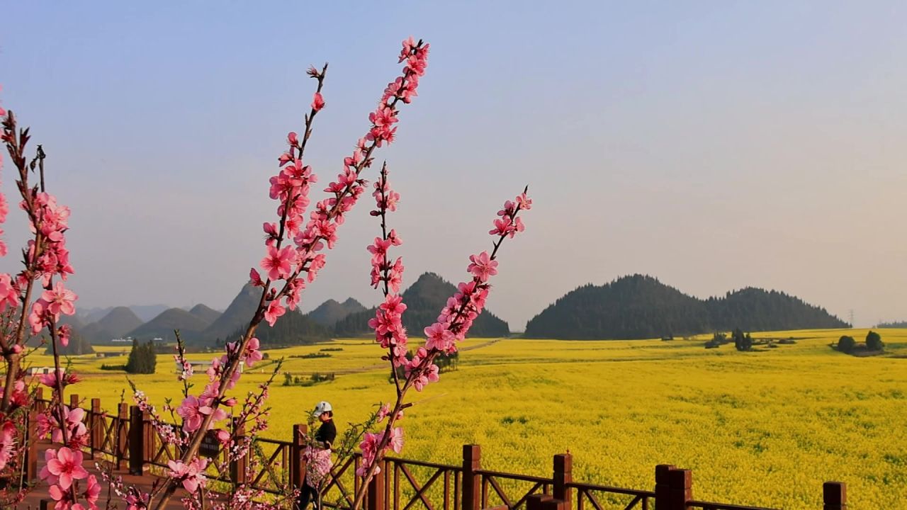春暖花开油菜花花海 4