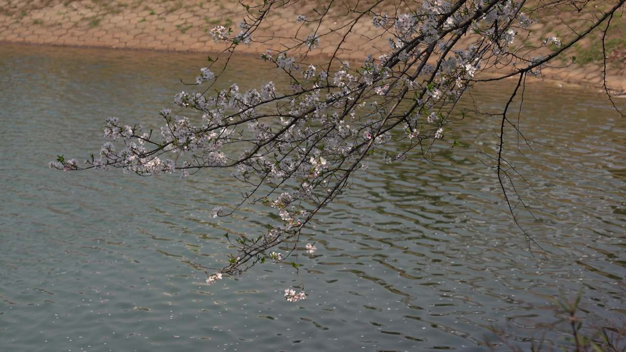 植物园 9
