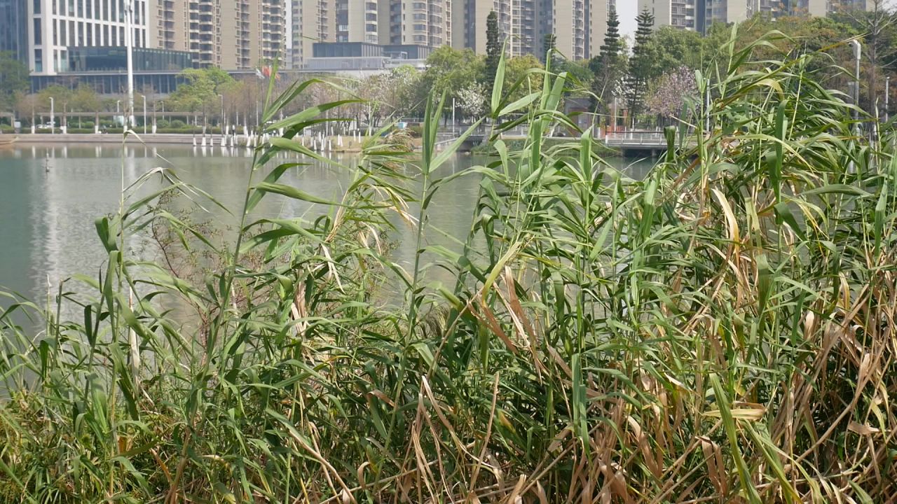 湖岸风吹芦竹摆2