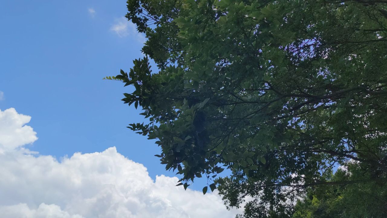 蓝天白云风吹树枝树叶植物实拍  