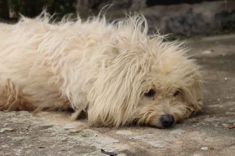 村口长毛犬