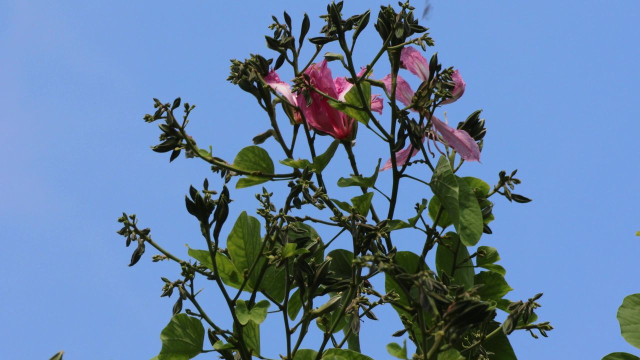 4K蓝天红花羊蹄甲花稍