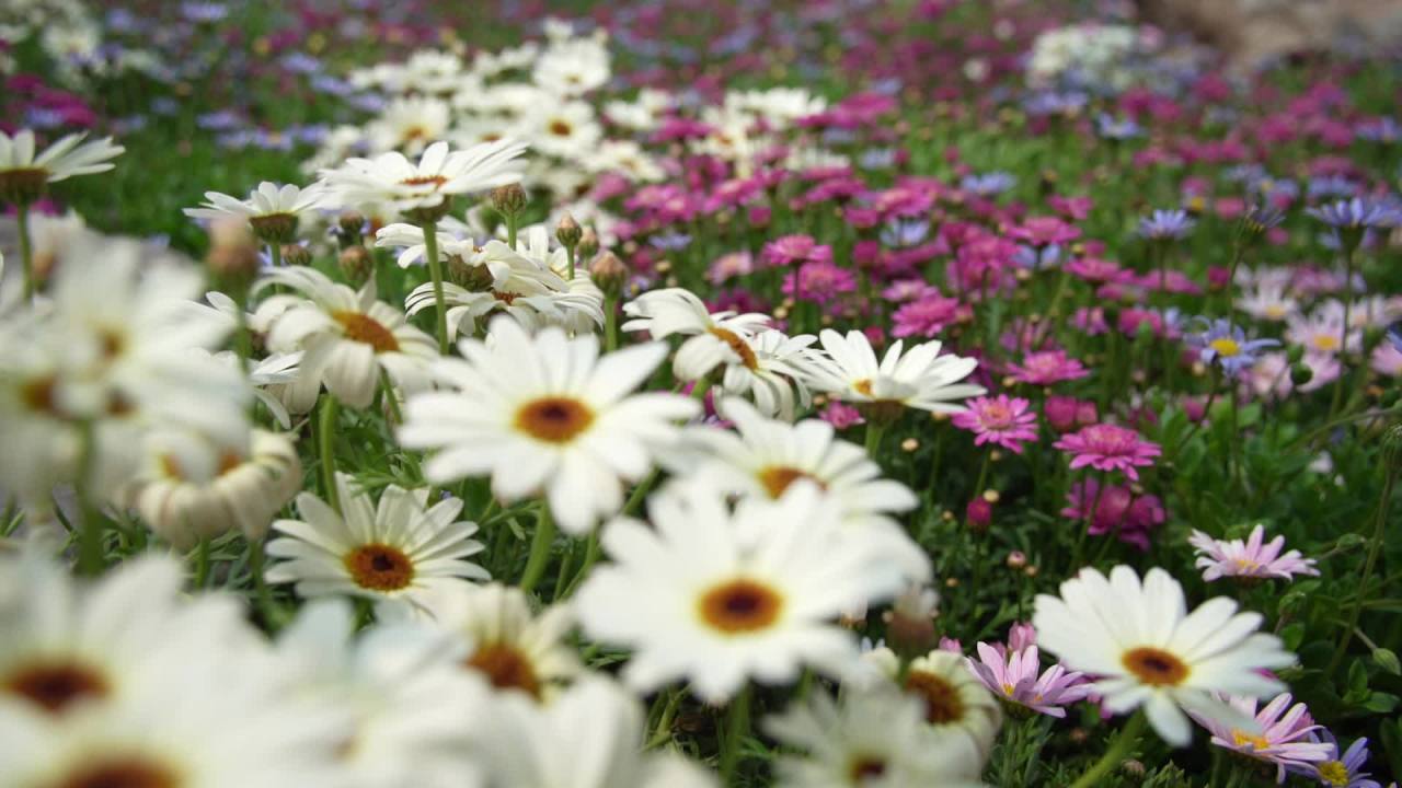 园林里的花花草草 1