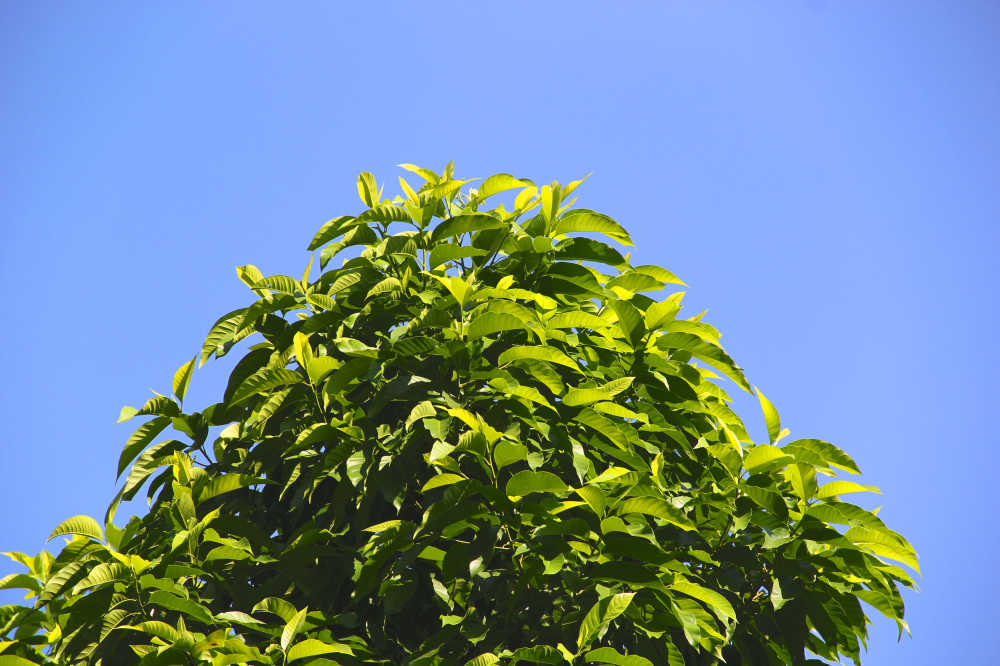 蔚蓝天空白兰树