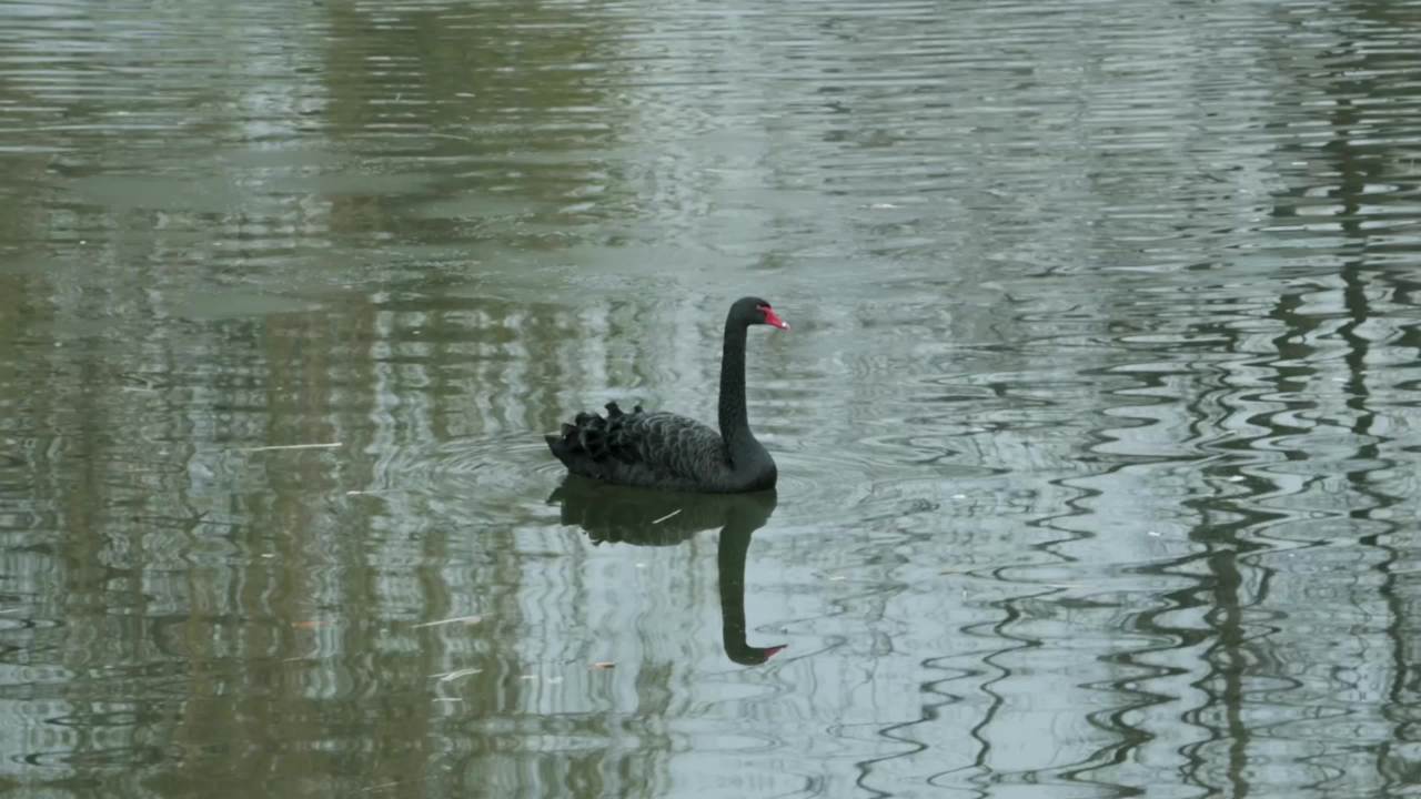 波光粼粼水面上一只孤独的黑天鹅