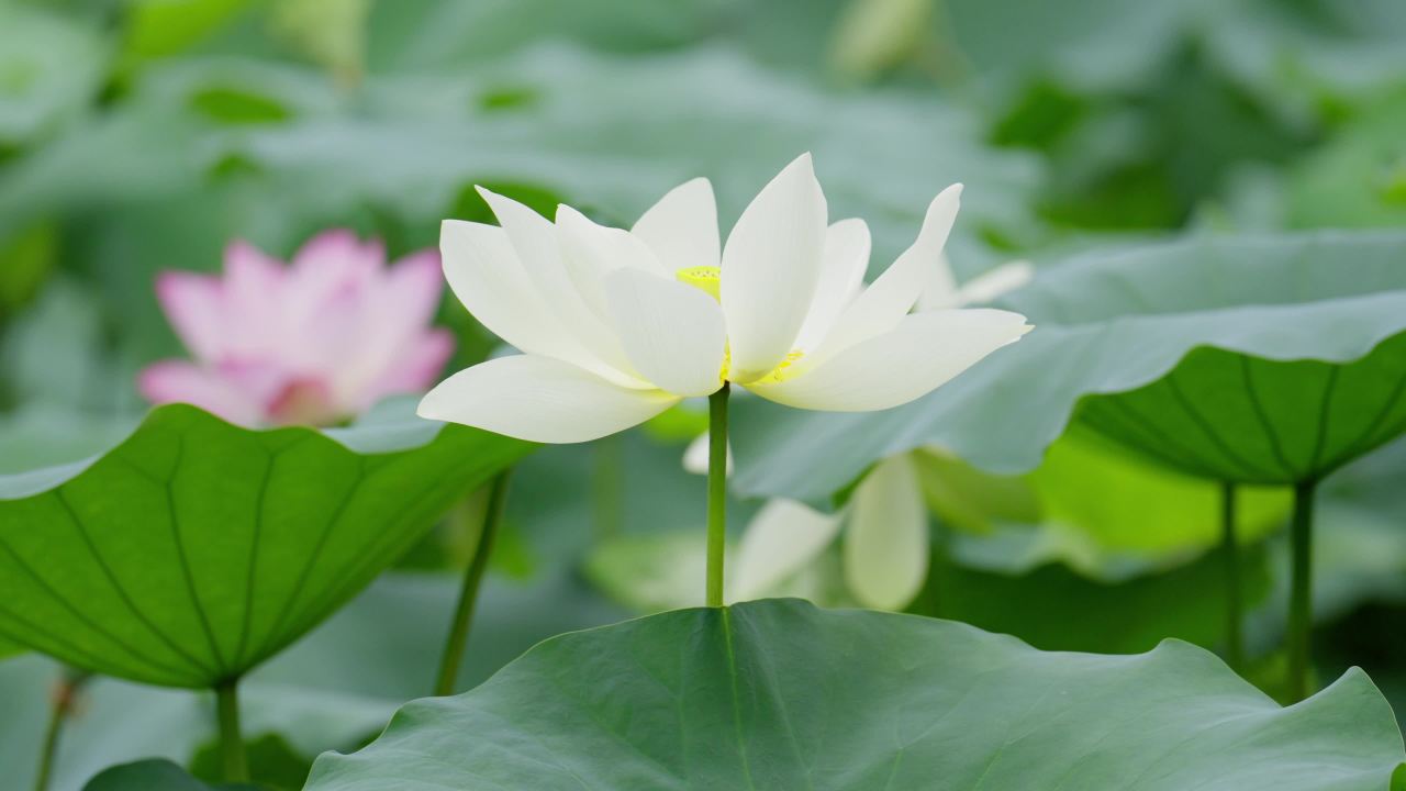 荷花02516736