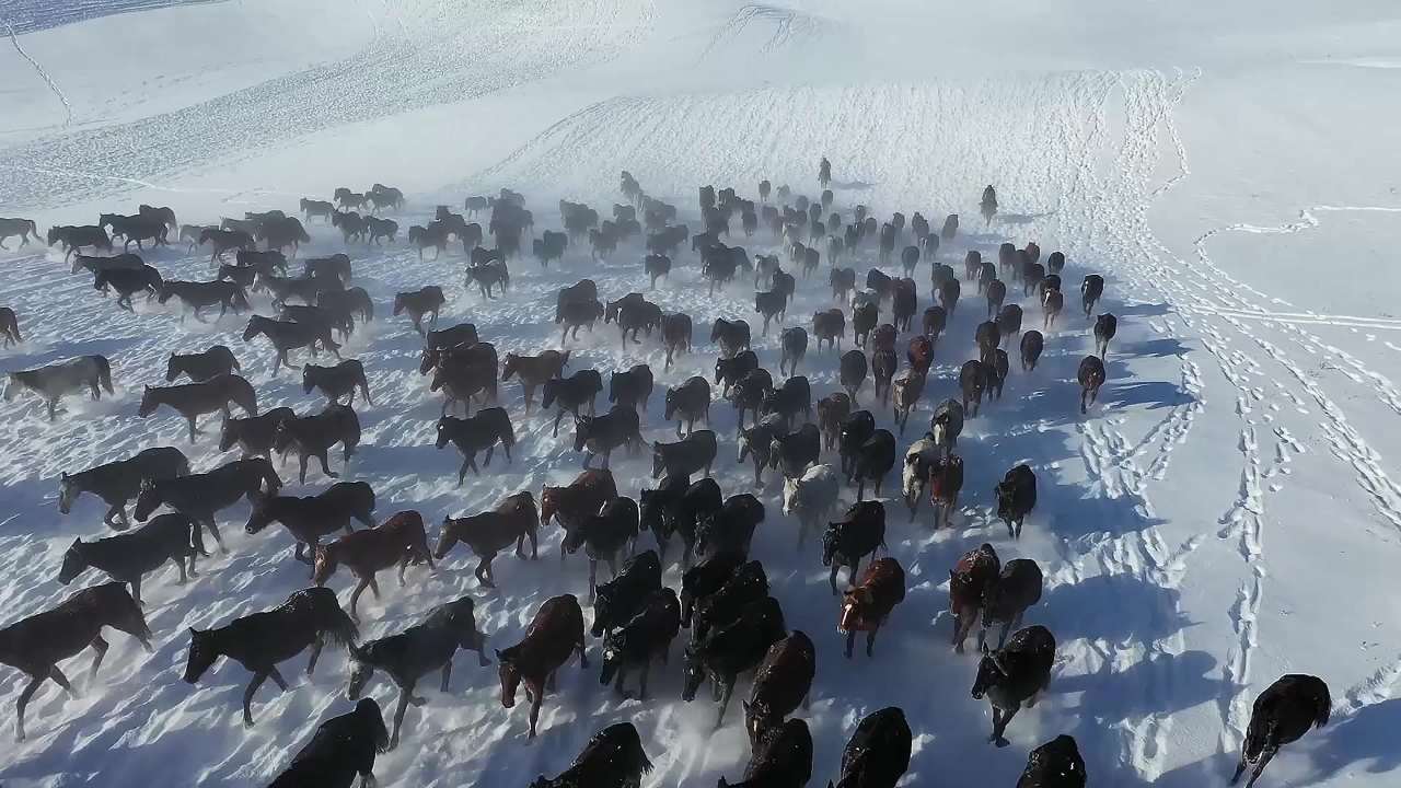 万马奔腾在冬日的雪地里