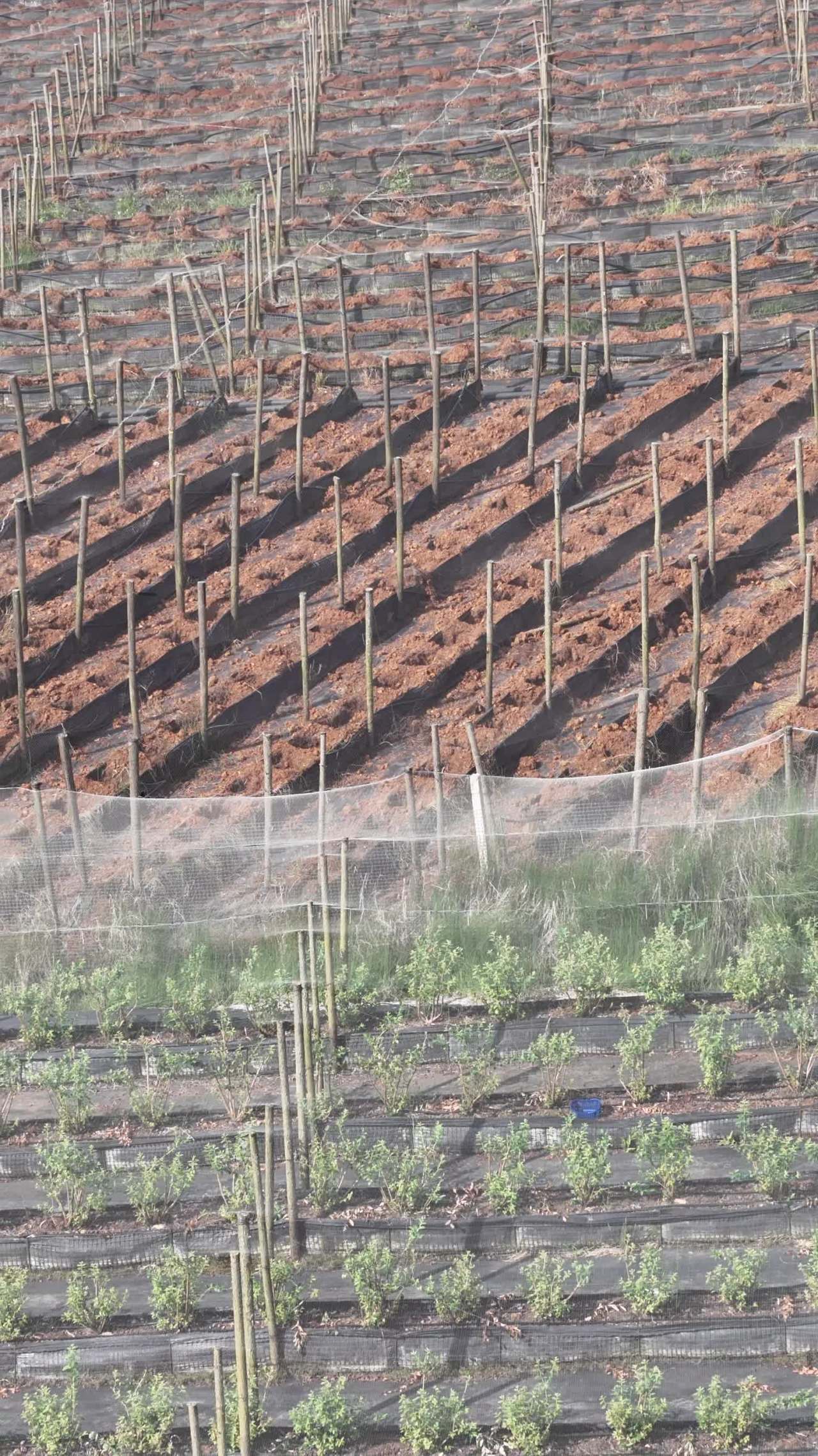 梯田上的绿色希望