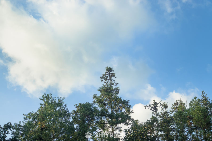 蓝天白云下的森林美景