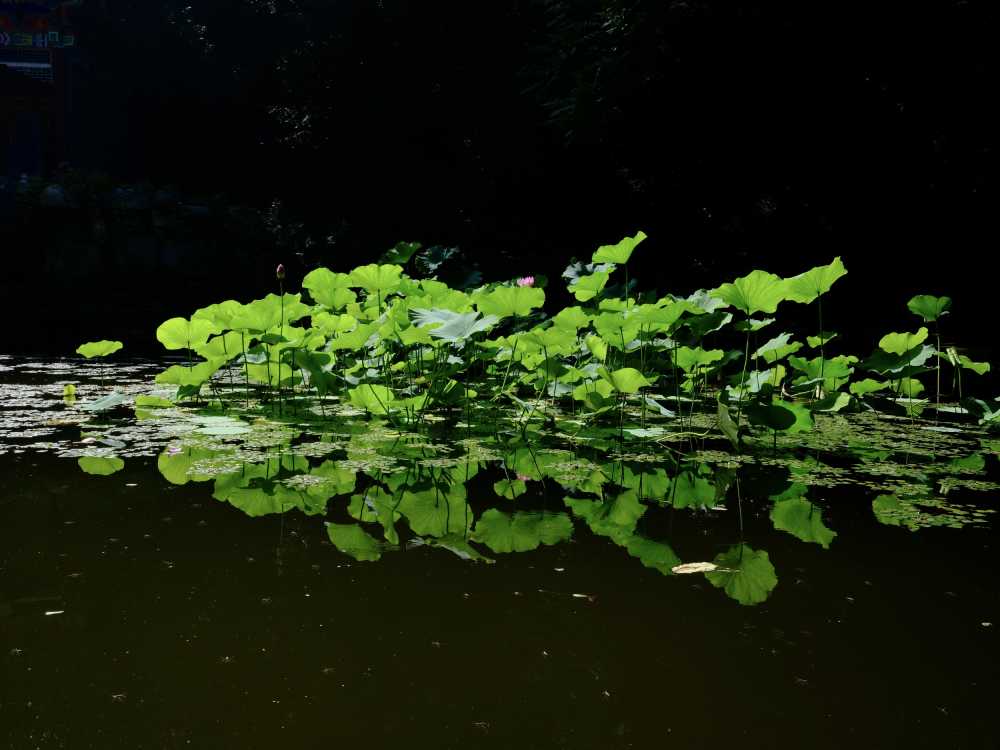 一抹